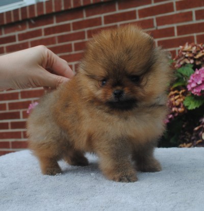 Jesper 8 wks