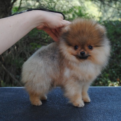 Jesper 12 wks