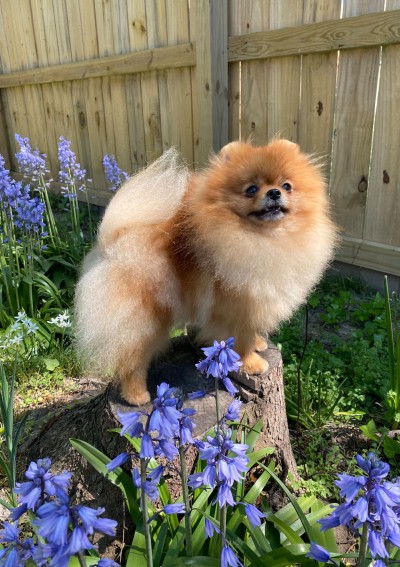Trixie at 20mos old