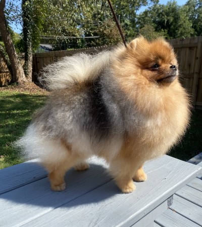 Taffy at 11mos