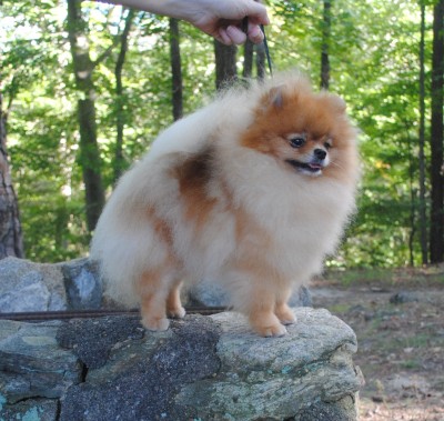 Trixie at 2 yrs old