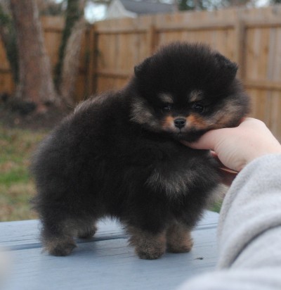 Lylah at 8 wks