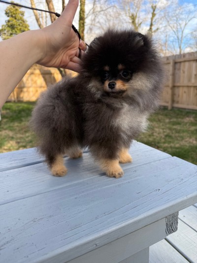Lylah at 15 wks