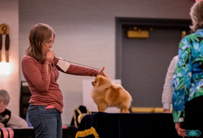 Maika at the 2025 APC National Specialty puppy match.