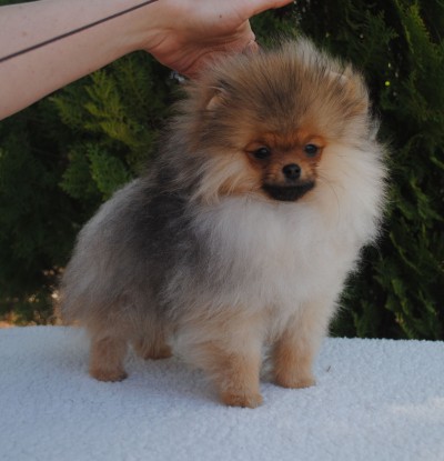 Dawson at 4mos