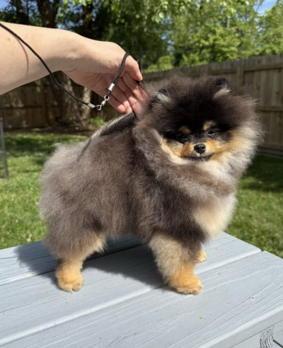 Lylah at 6mos old