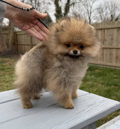 Swifty at 3mos old