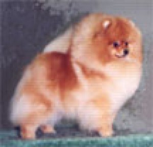 Sunterra Supermodel