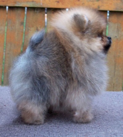 Ashton at 8 wks
