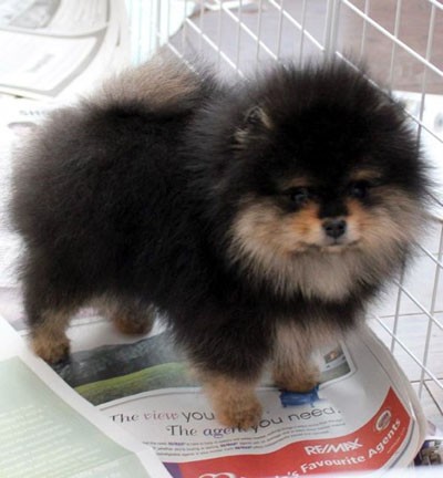 Boots at 9 wks