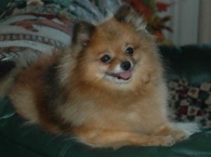 Willies Lil Annie