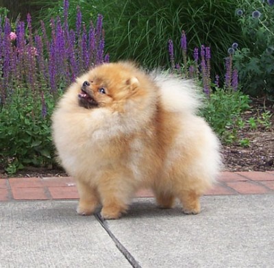 Darcy at the Park